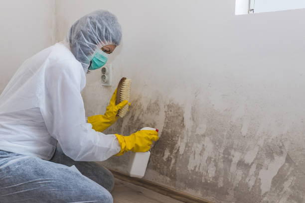 Best Mold Remediation  in Omro, WI